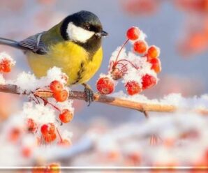 День синички